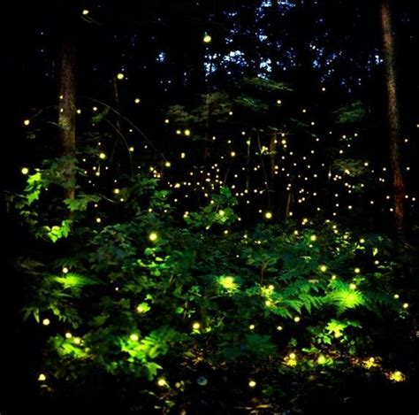 Fairy Lights in the Garden: Creating a Magical Outdoor Oasis